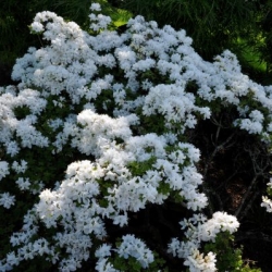 white-flowers