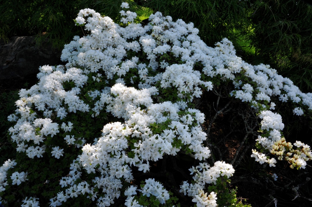 white flowers 2